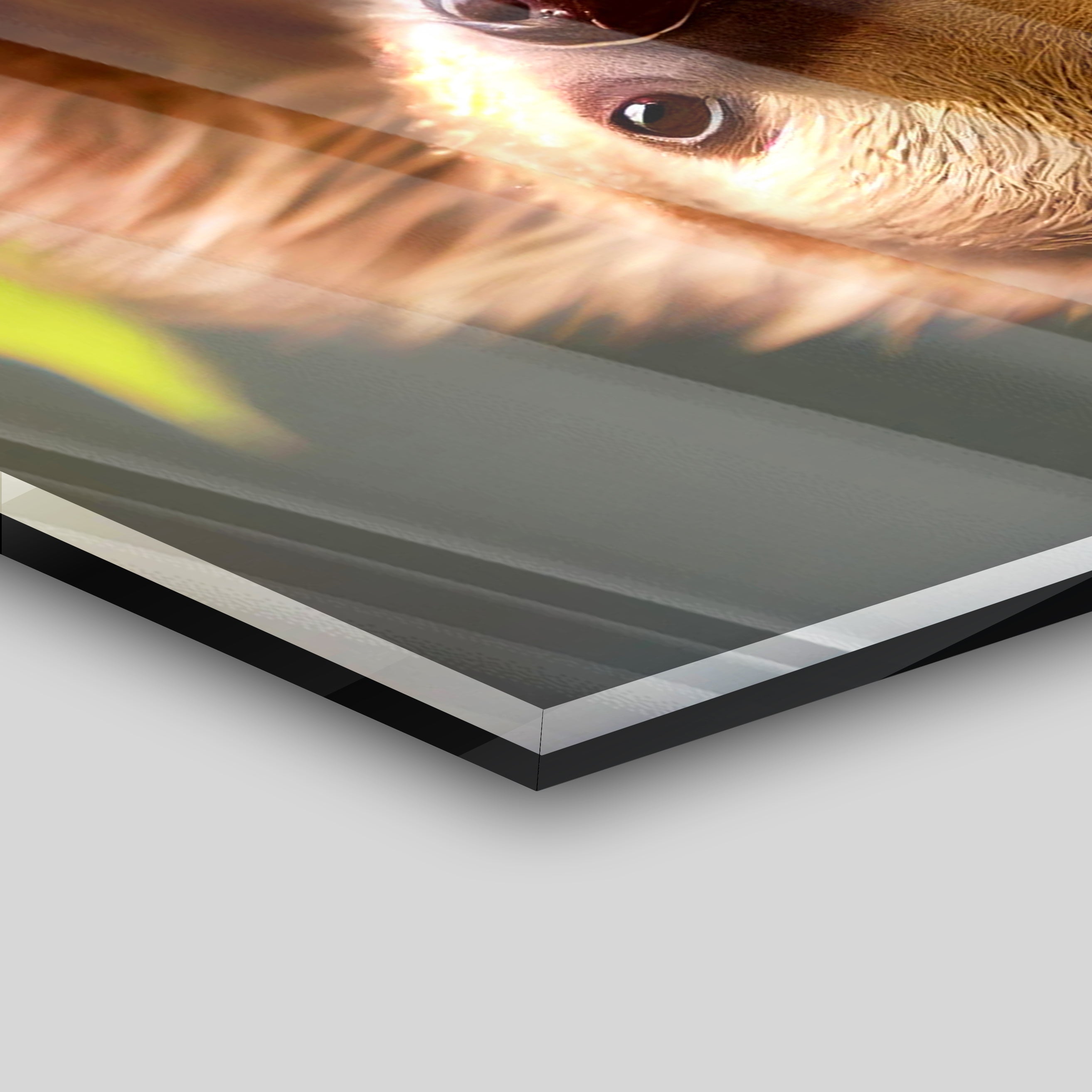 Hanging Sloth - Alu Acrylglas