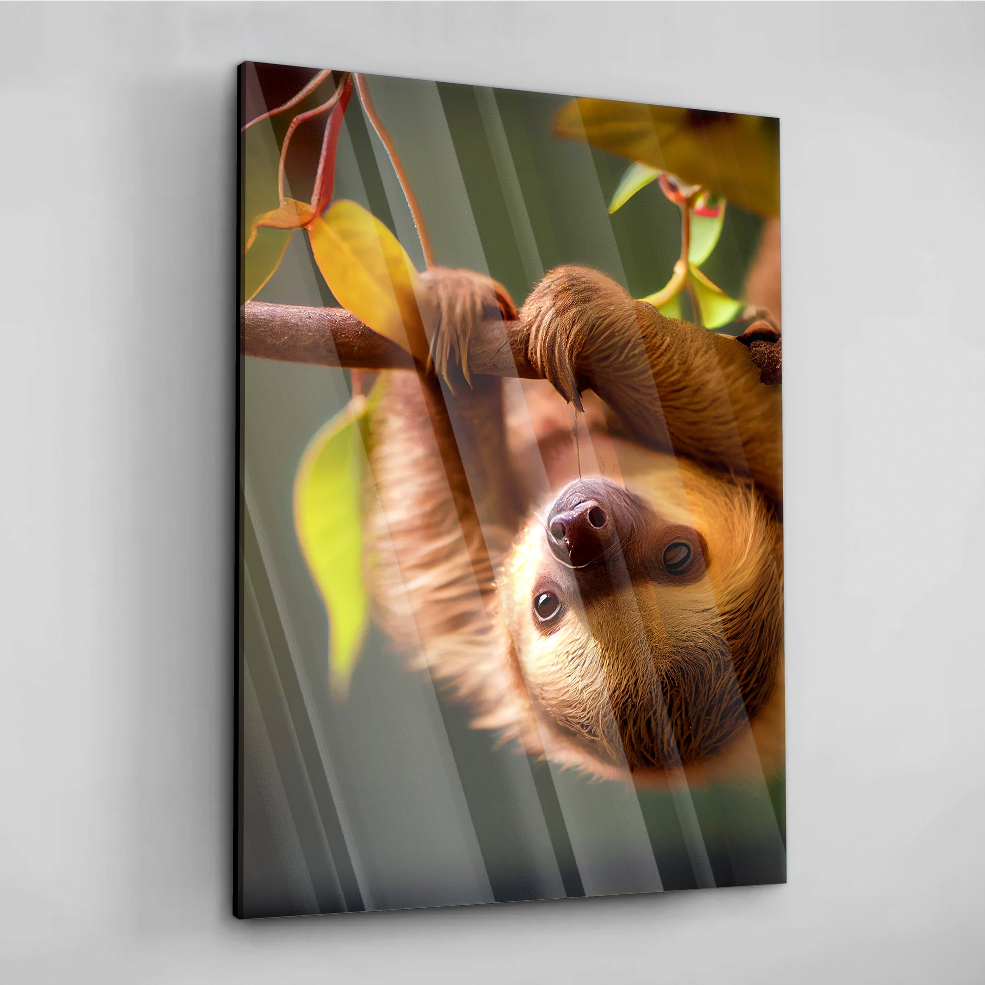 Hanging Sloth -  Alu Acrylglas