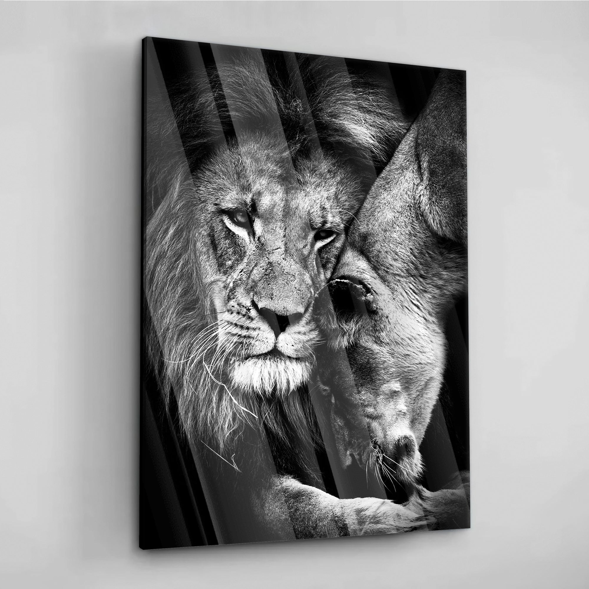 Lion Love - aluminum acrylic glass