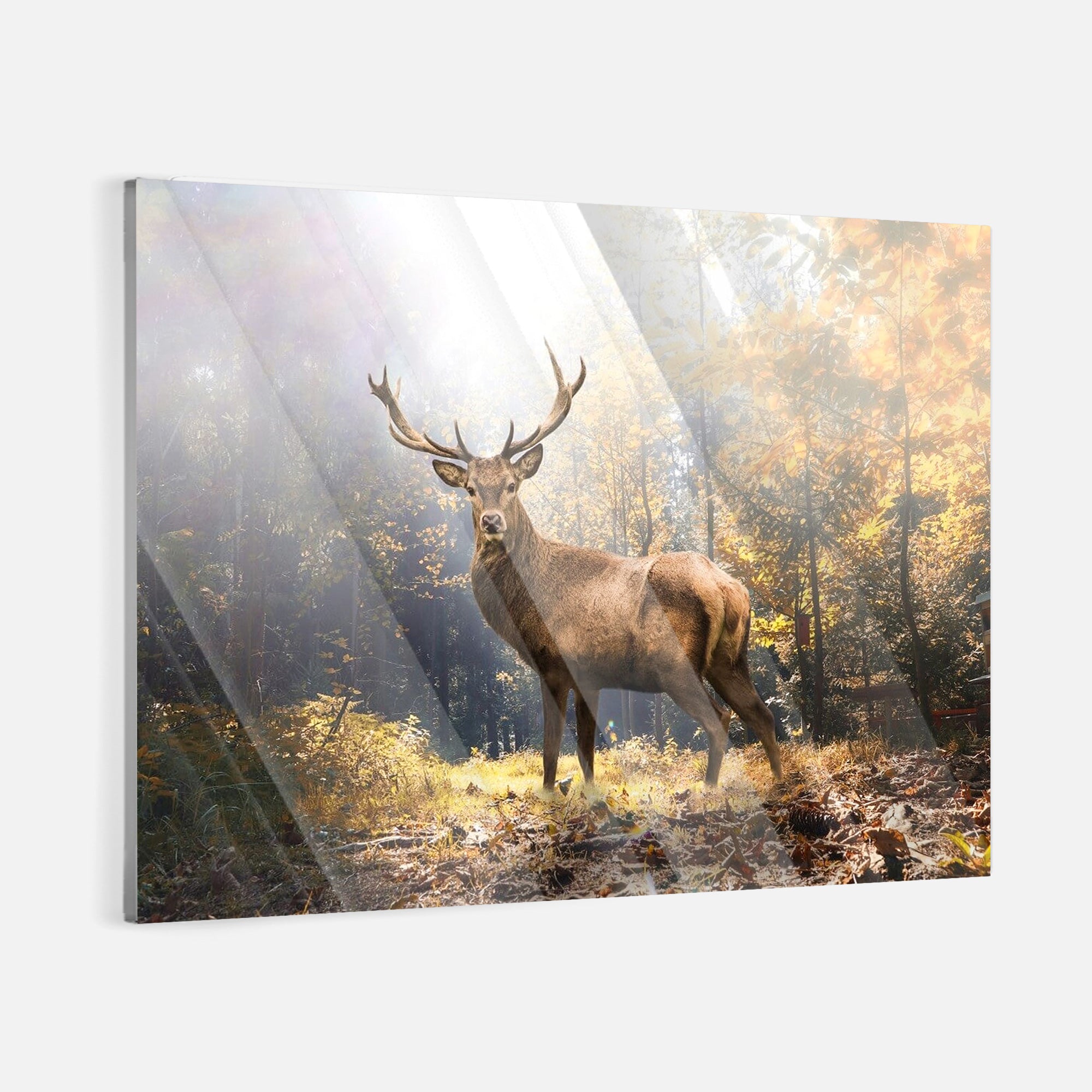 Majestic Deer - Leinwandbild