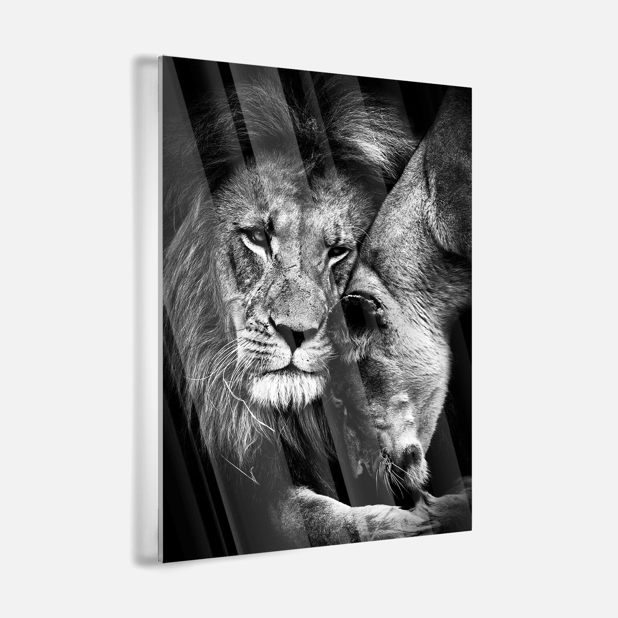 Lion Love - acrylic glass