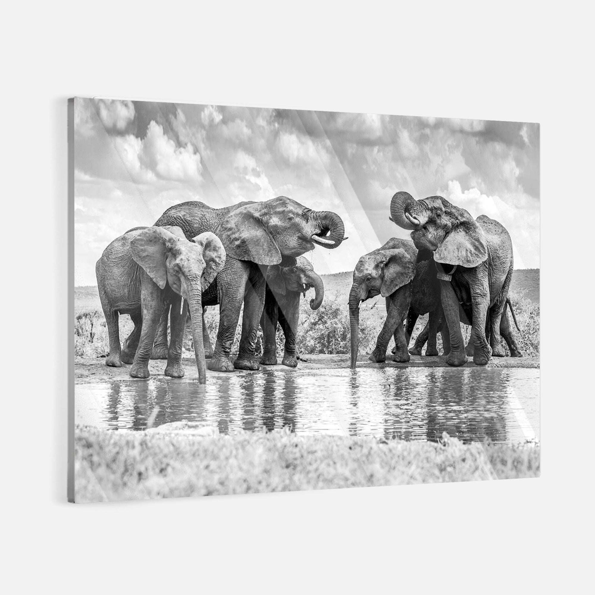 Elephant Oasis - canvas picture