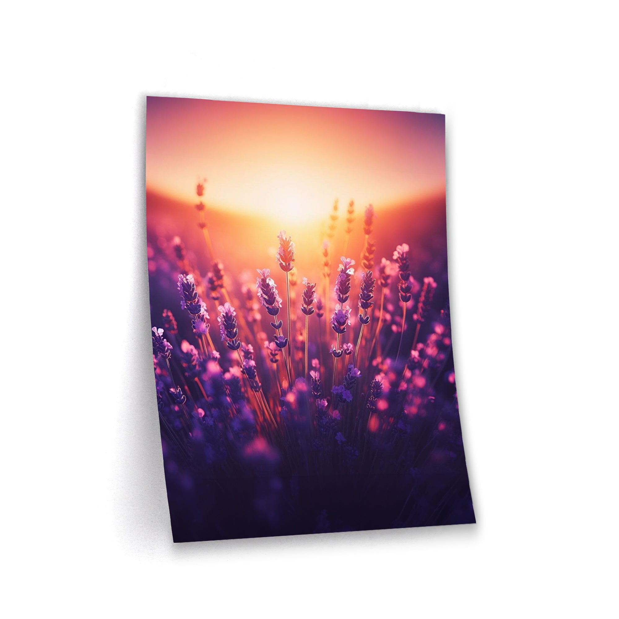 Sunset Lavender - Poster