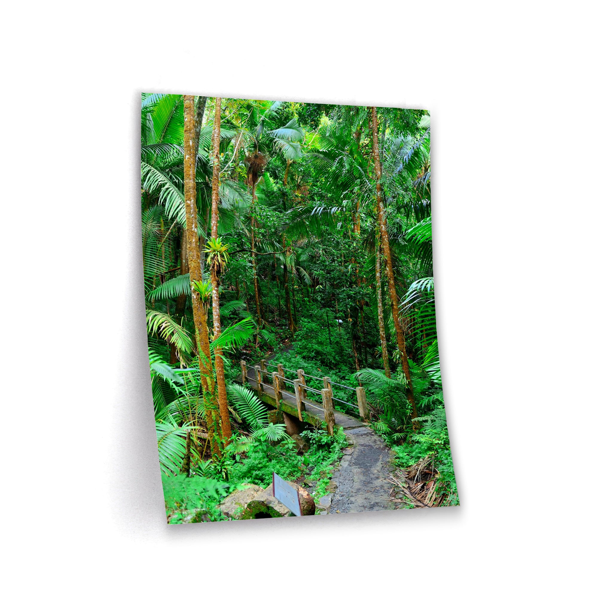 Jungle Bridge - Poster