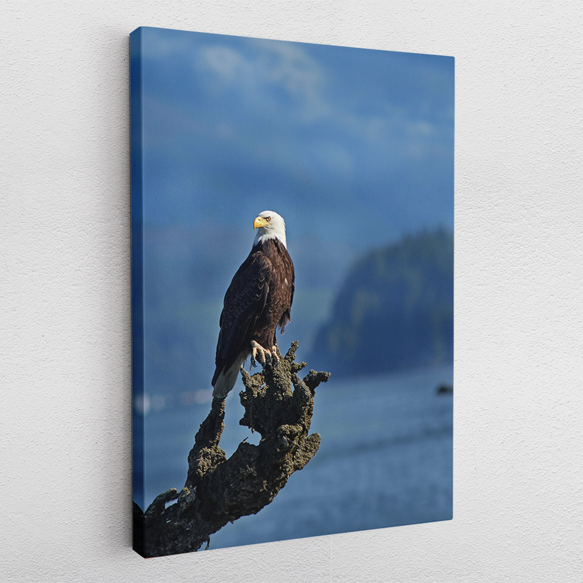 Regal Eagle - Leinwandbild