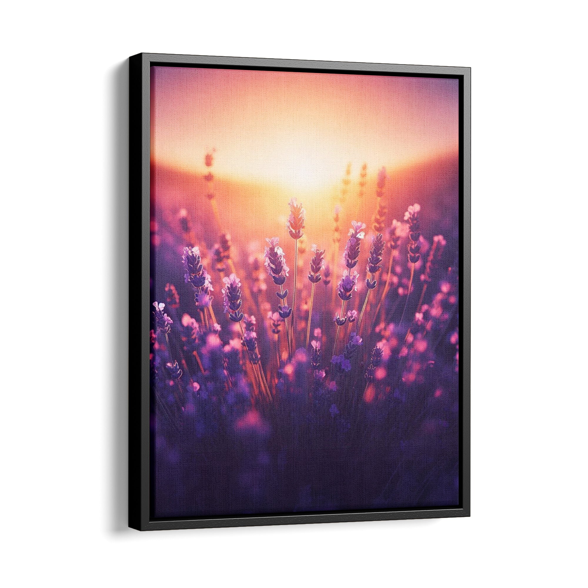 Sunset Lavender - Leinwandbild